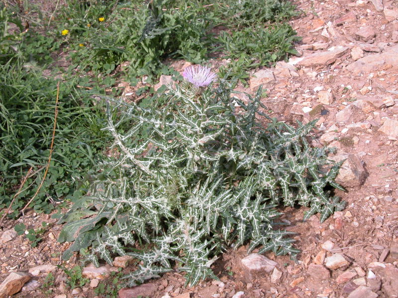 Galactites elegans